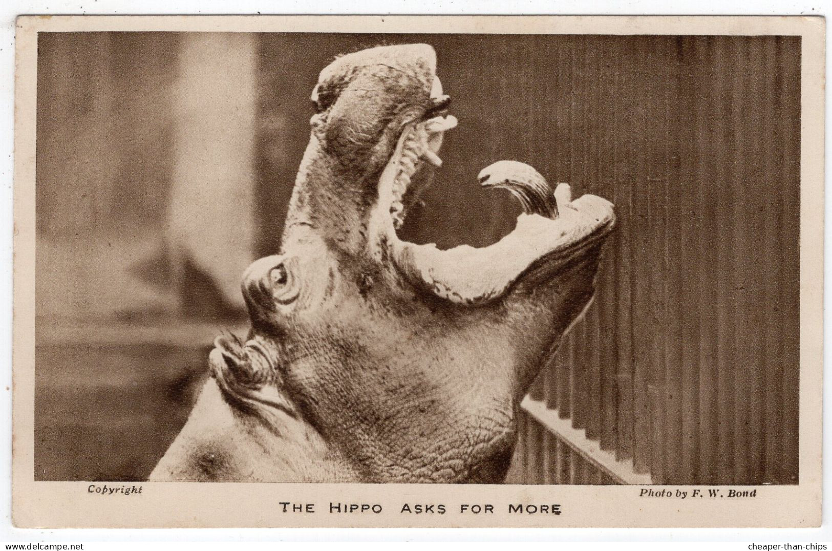 LONDON ZOO - The Hippo Asks For More - Photo. F.W. Bond - Hippopotames