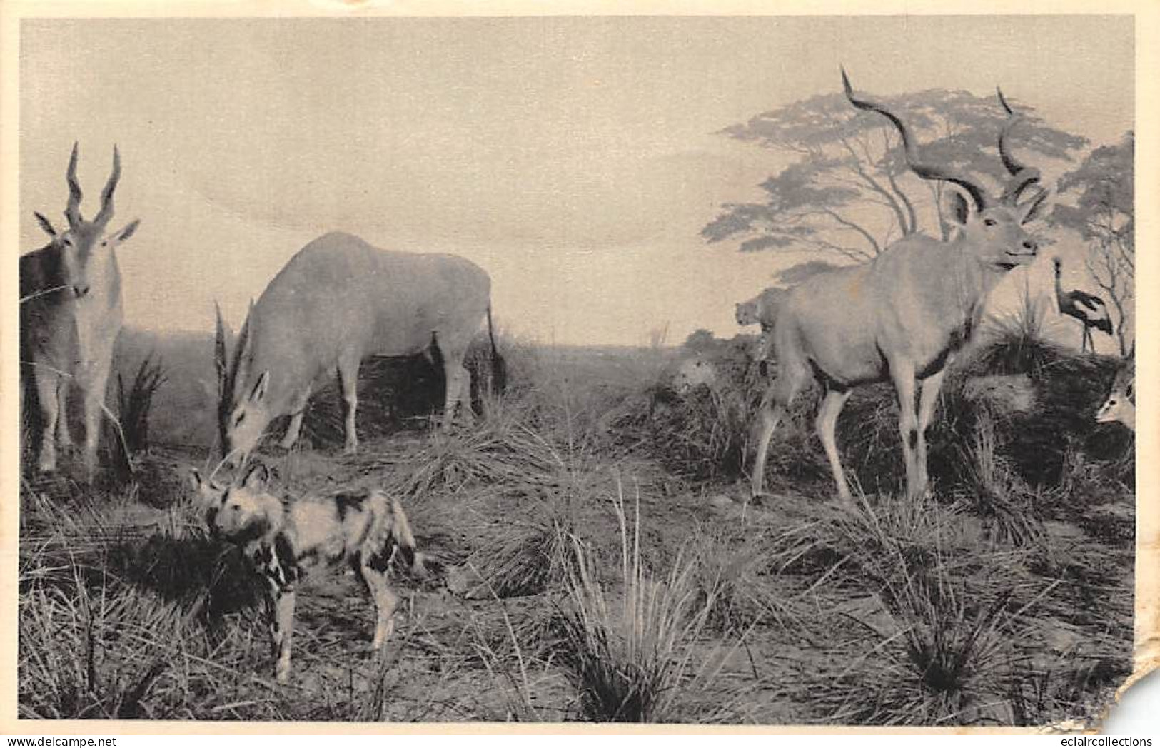 Musée  Histoire naturelle  Galeries du Duc d'Orléans  Kénya. Région Polaire. Est Africain  10 Cartes .   (voir scan)