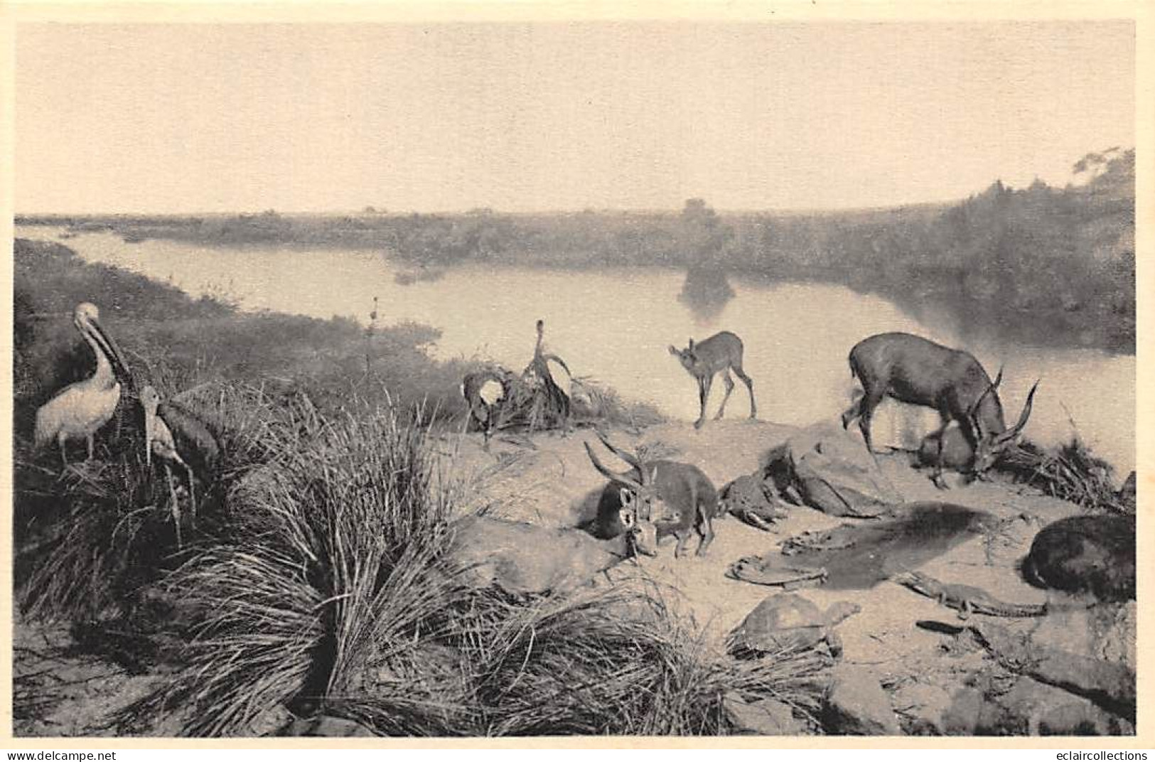 Musée  Histoire naturelle  Galeries du Duc d'Orléans  Kénya. Région Polaire. Est Africain  10 Cartes .   (voir scan)