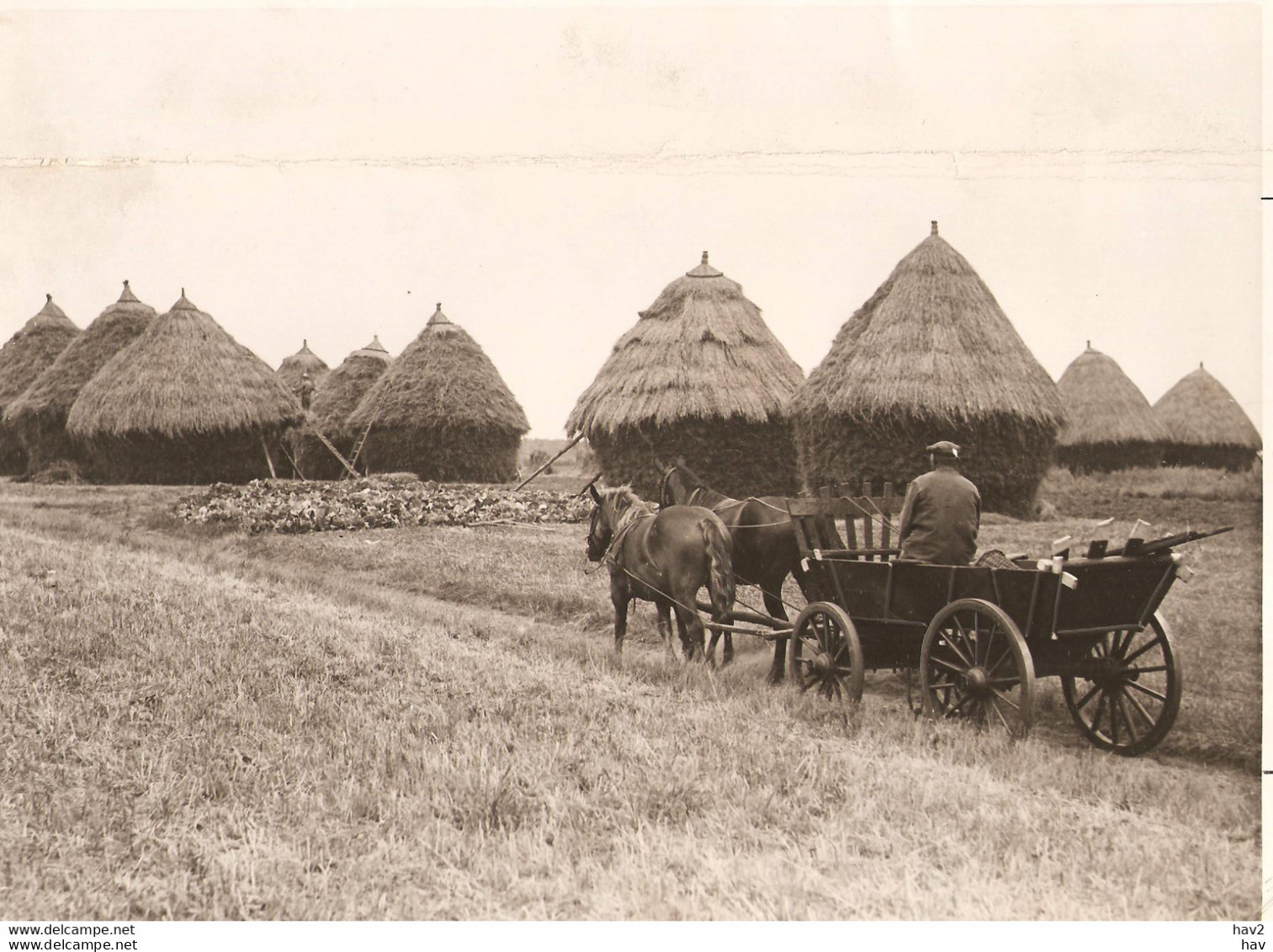 Dwingeloo Unieke Foto Boerenleven Oogst 1937KE4393 - Dwingeloo