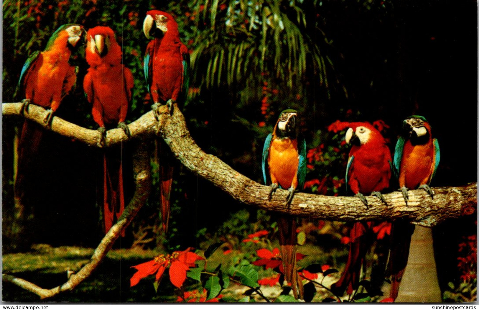 Florida Miami Parrot Jungle Colorful Macaws - Miami