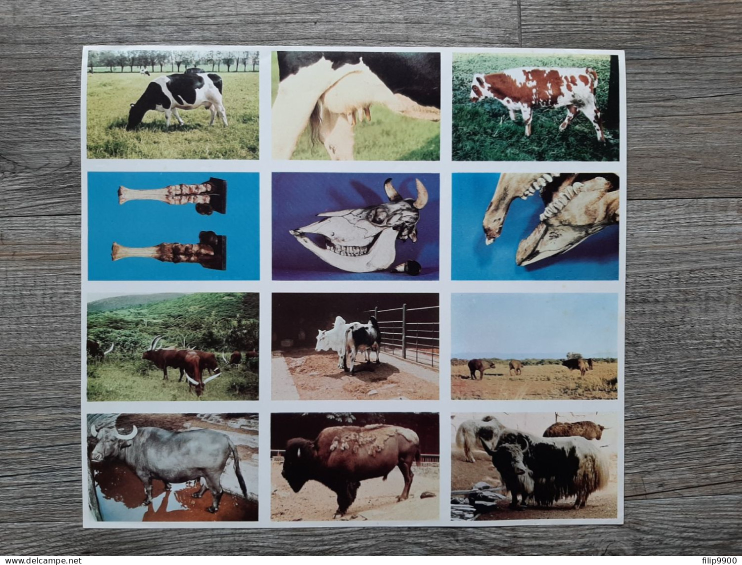 Zoologie - Vache / Dierkunde Runderen - Editions Sablon 1958 - Feuille 320 Blad 320 - 27x24cm - Didactische Kaarten