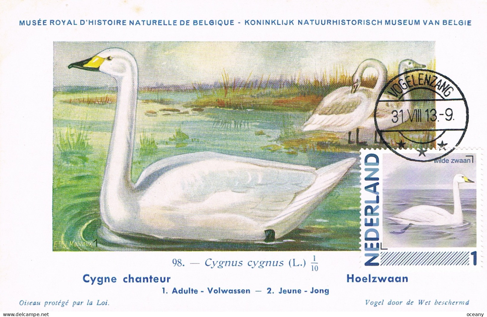 Pays-Bas - Oiseaux : Cygnus Cygnus CM 2791-Aa-72 (année 2014) - Zwanen