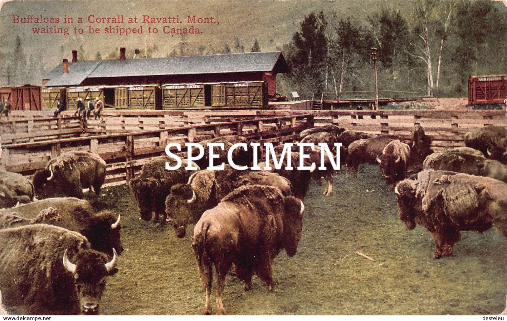 Buffaloes In A Corral At Ravatti Montana Waiting To Be Shipped To Canada - Autres & Non Classés