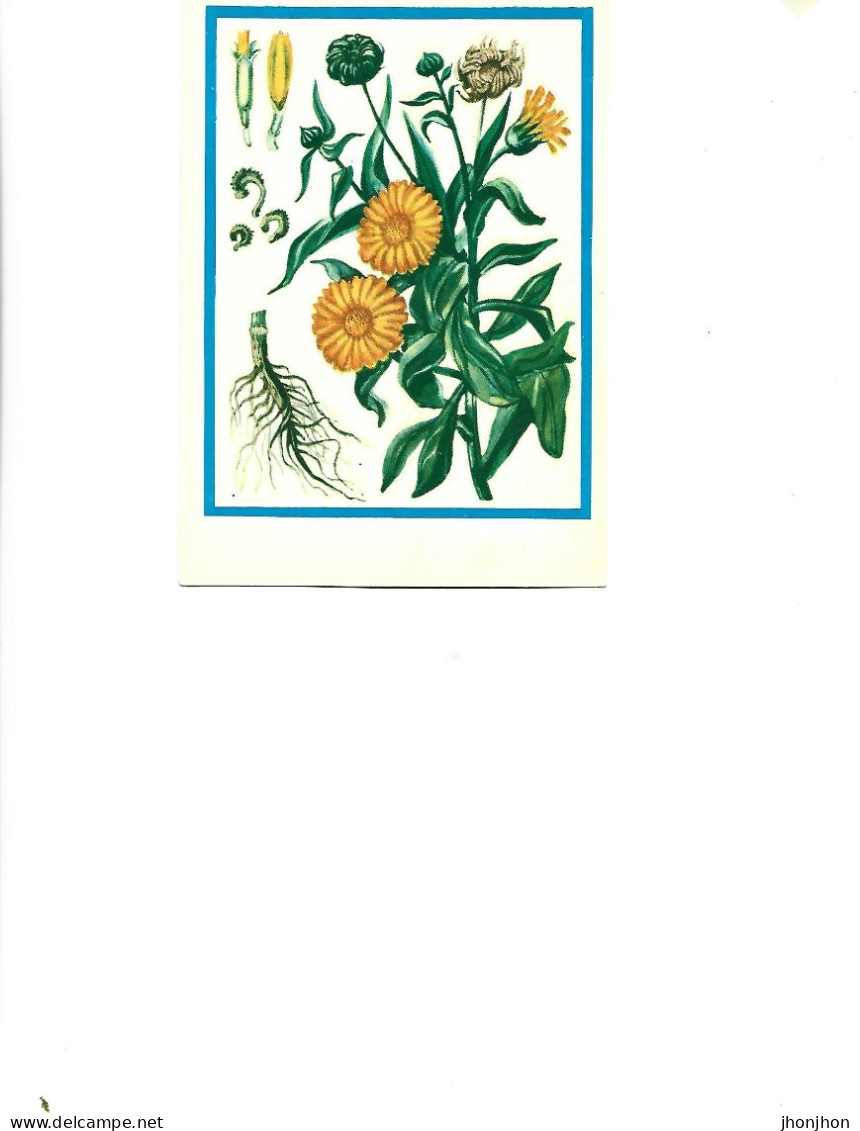 Postcard Unused -   Plants - Medicinal Plants - Kalendula ( Calendula Officinalis L.) - Heilpflanzen