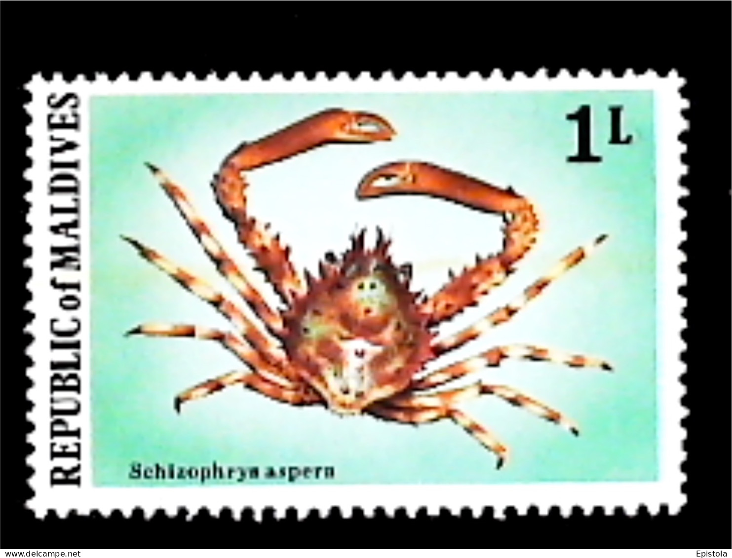 ►  REPUBLIC OF MALDIVES  (Crabe Crustacé) SCHIZOPHRYS ASPERA    Crab    1 L - Crustaceans