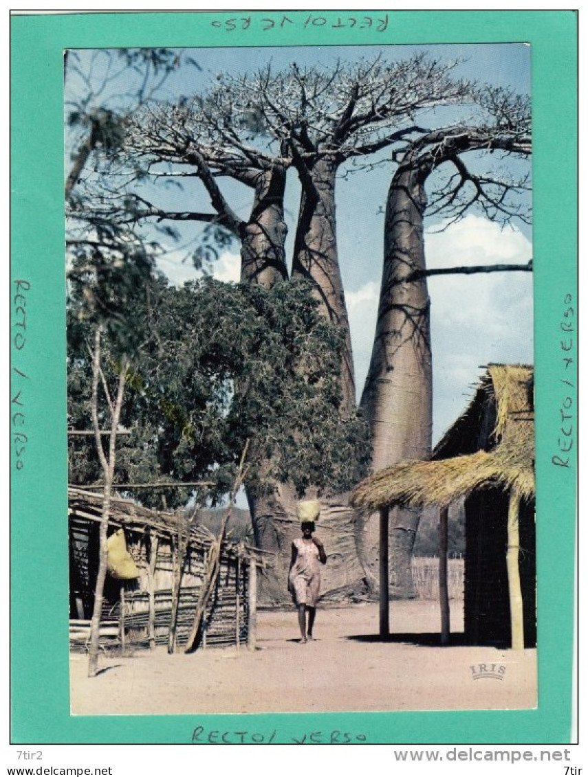 MADAGASCAR COTE OUEST BAOBAB EN FORME DE CHANDELIER - Liberia