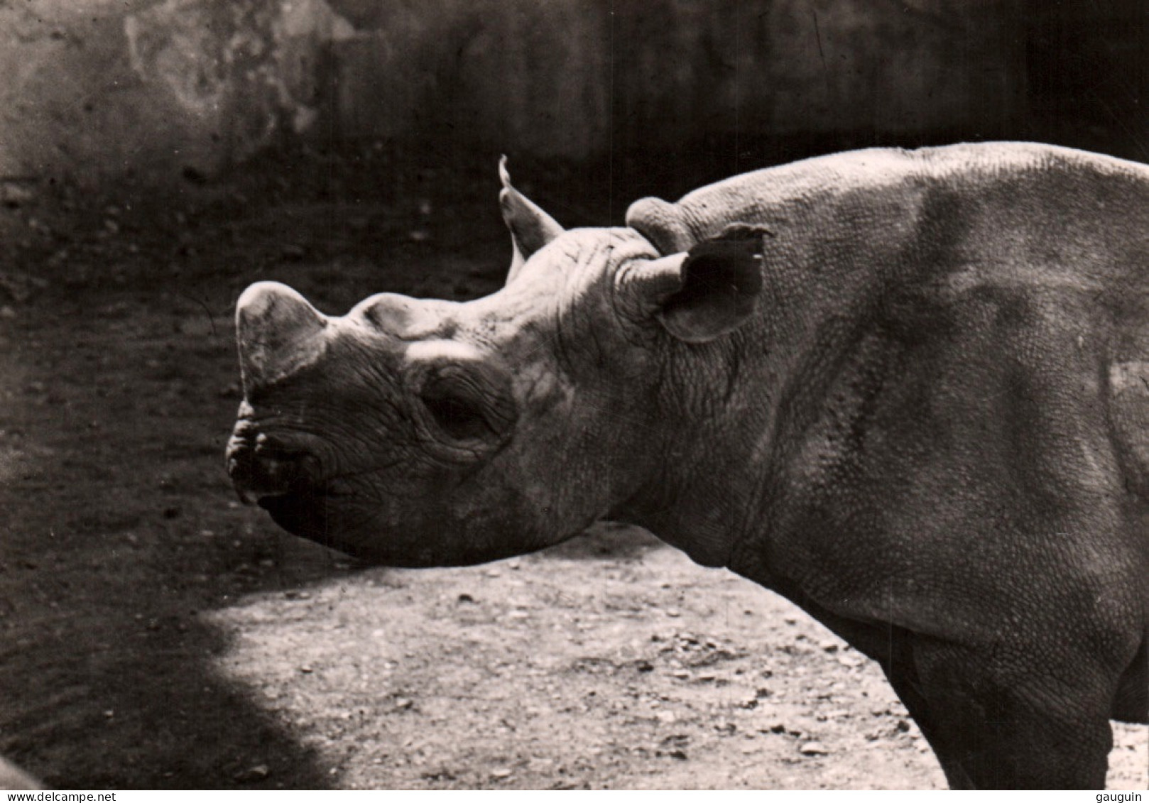 CPSM - RHINOCÉROS - Edition Photo-Véritable - Rhinoceros