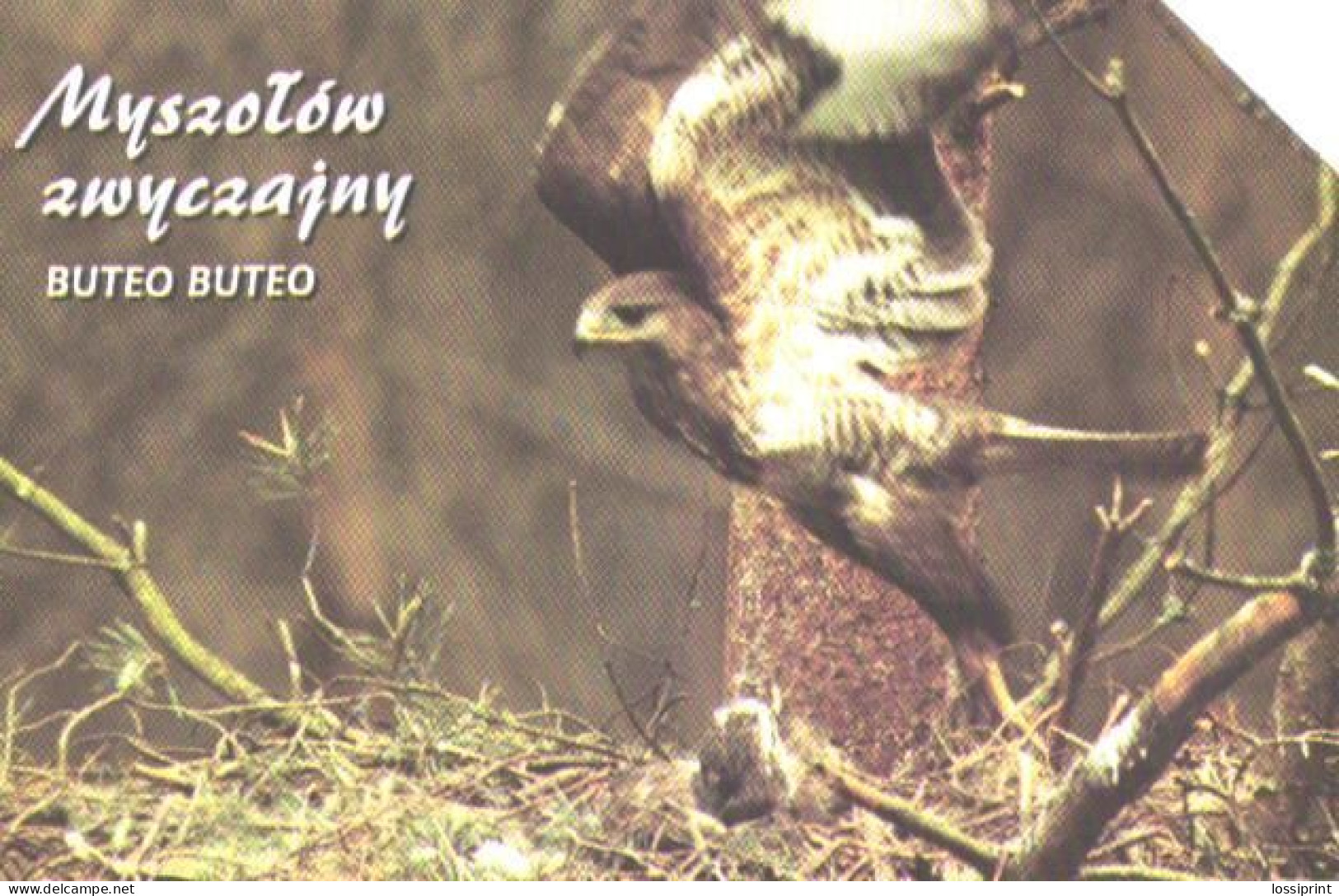 Poland:Used Phonecard, Telekomunikacja Polska S.A., 25 Units, Bird, Buteo Buteo - Arenden & Roofvogels