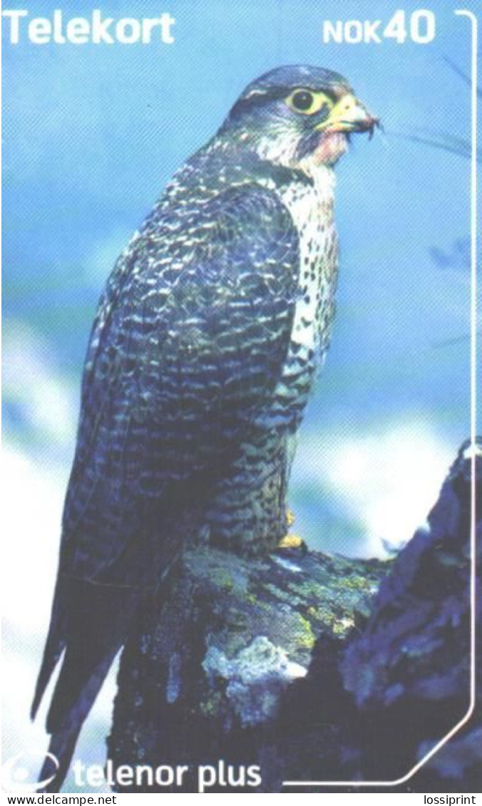 Norway:Used Phonecard, Telenor, 40 NOK, Falcon, Bird, Falco Rusticolus, 2002 - Aigles & Rapaces Diurnes