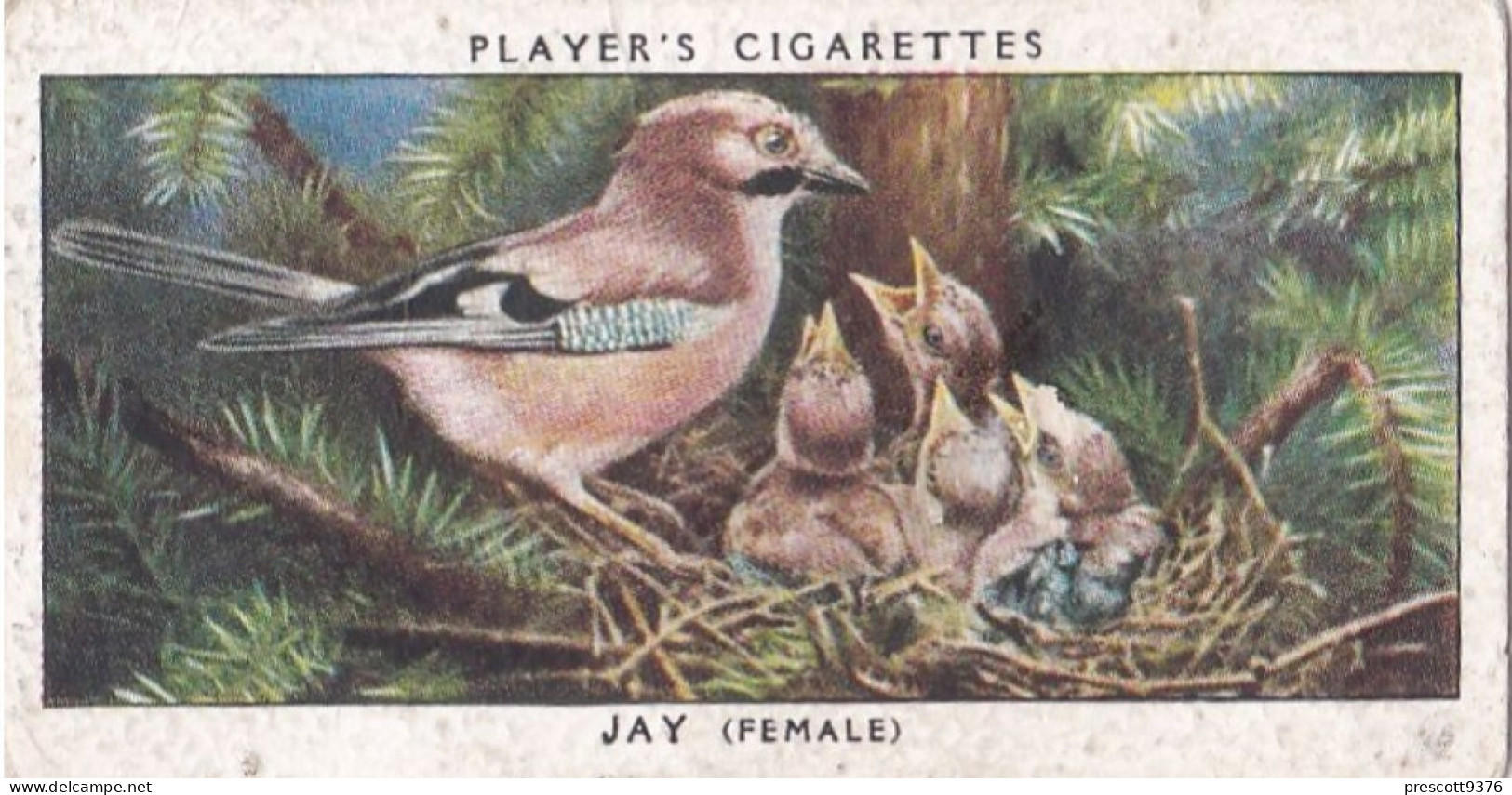 Birds & Their Young 1938,  Players Cigarette Card - 21 Jay - Player's