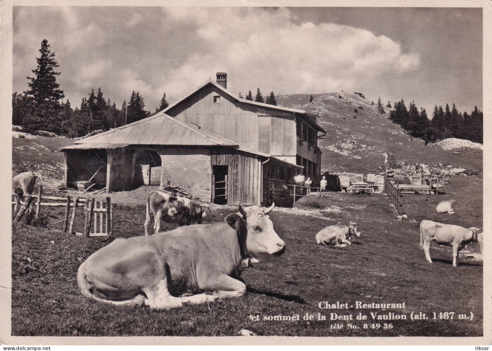 SUISSE(DENT DE VAULION) VACHE - Vaulion