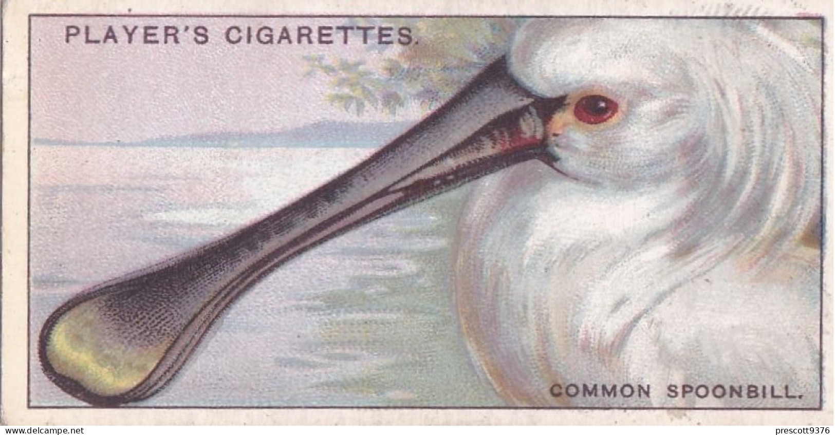 Curious Beaks 1929 - Players Cigarette Cards -  45 Common Spoonbill - Player's