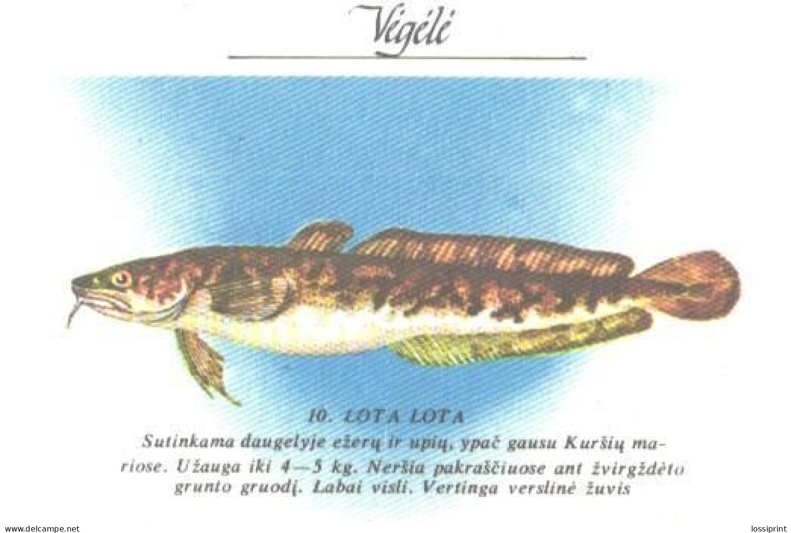 Pocket Calendar, Fish, Lota Lota, 1989 - Small : 1981-90