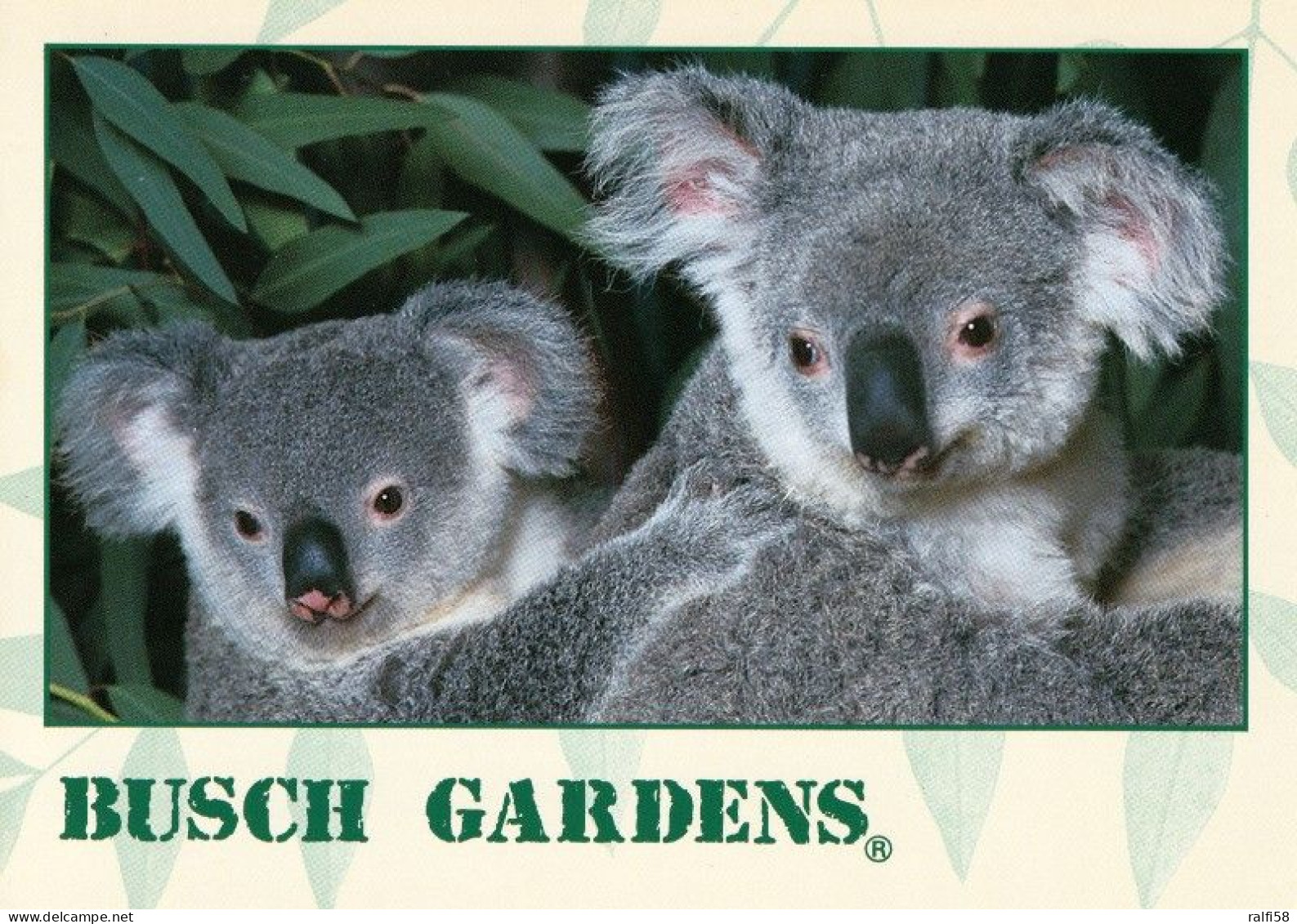 3 AK USA / Florida * Busch Gardens In Tampa -- Congo River Rapids - Koalas - Tanganyika Tidal Wave * - Tampa