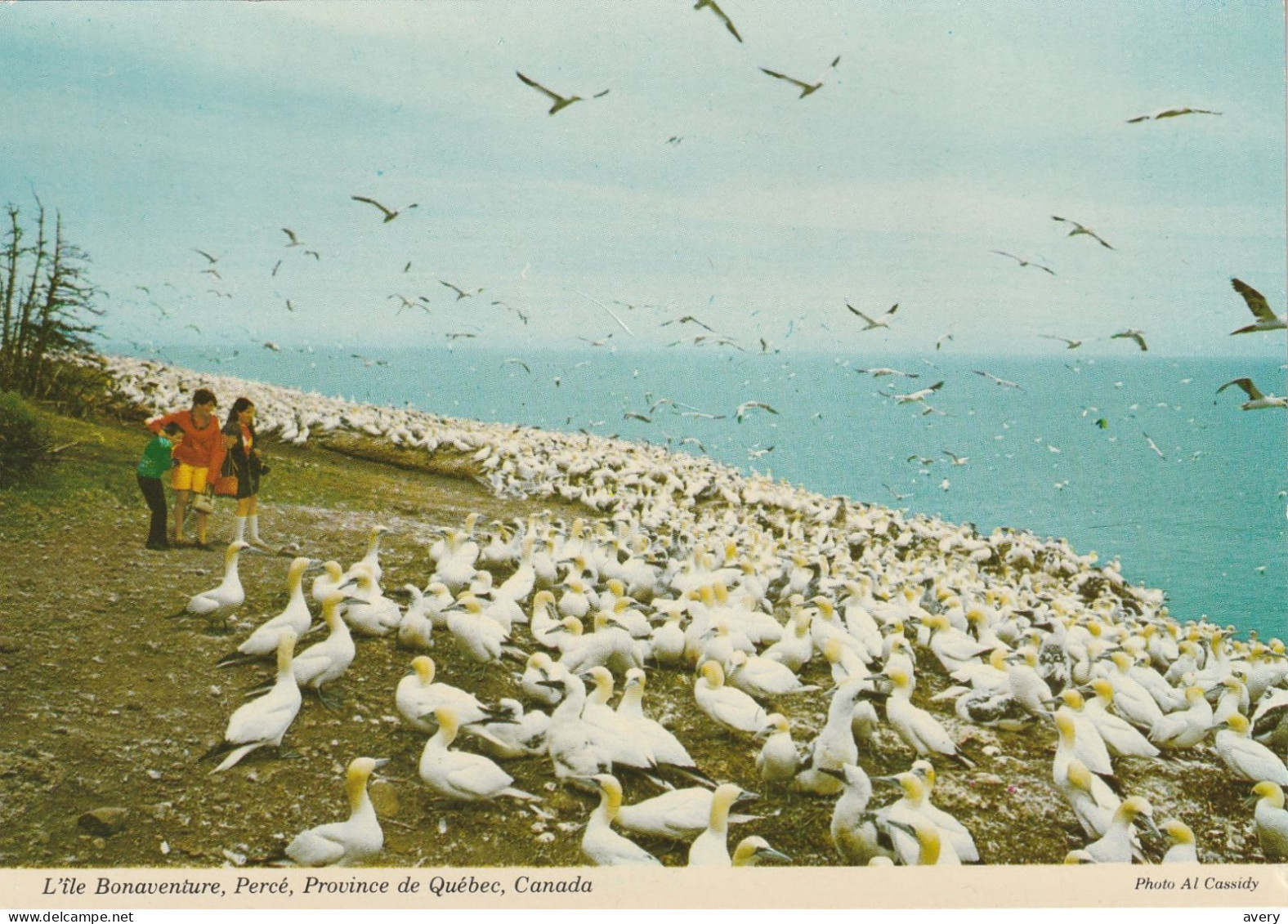 L'Ile Bonaventure, Perce, Province De Quebec  Sanctuaire De Milliers De Fous De Bassan Et D'autres Oiseaux - Percé