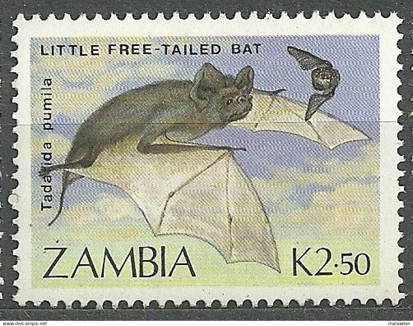 Zambia, 1989 (#479b), Fauna, Mammals, Bats, Animals, Animales, Animaux, Animali, Tiere, Animais, Zwierzeta - 1v Single - Fledermäuse
