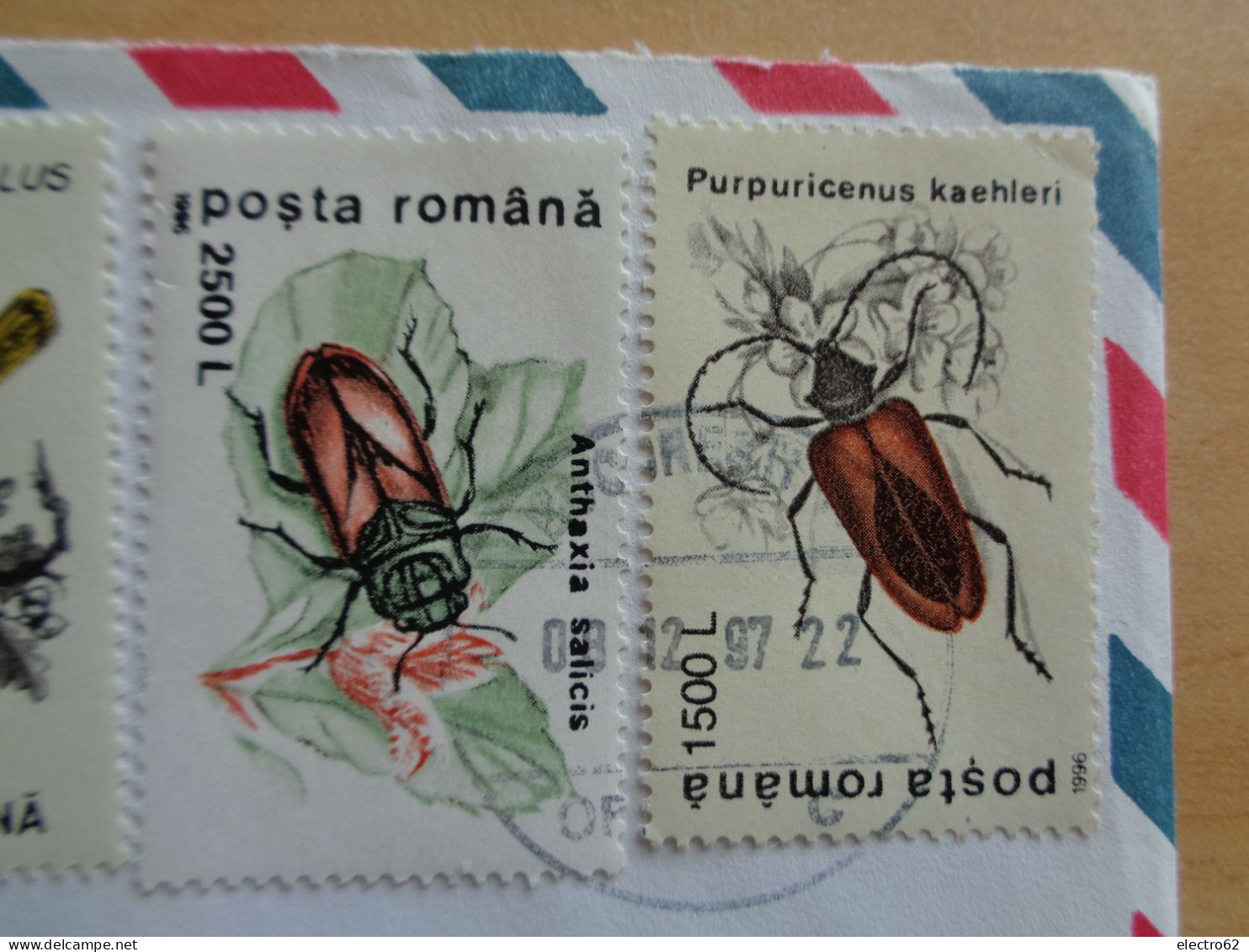 Roumanie Romana Romãnia Bucarest oiseau pasãre insecte bird vogel pájaro insecto insekt insect insectã
