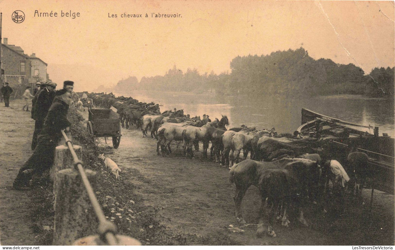 MILITARIA -  Régiments - Armée Belge - Les Chevaux à L'abreuvoir - Carte Postale Ancienne - Regimente