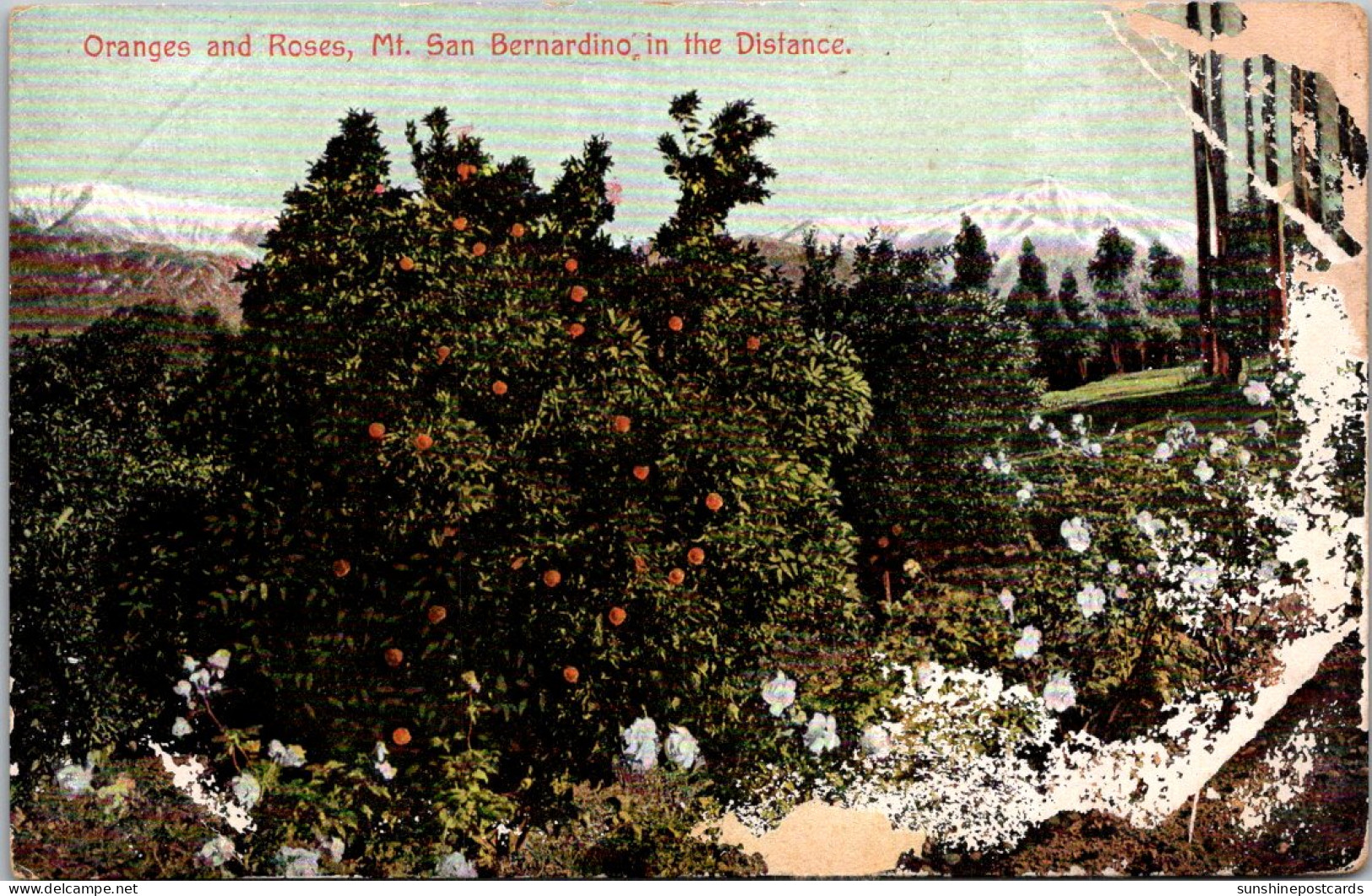 California Oranges And Roses Mount San Bernardino In The Distance  - San Bernardino