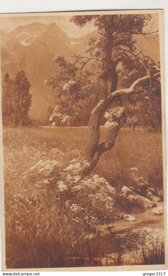 D4597) Alte FOTO AK - A. Riepenhausen - Ansicht Bei HALL In TIROL 1920 - Hall In Tirol