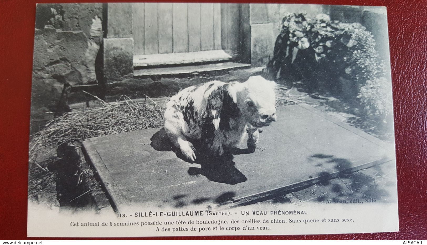 Sille Le Guillaume , Un Veau Phénoménal , Oreilles De Chien , Sans Queue Et Sexe , Pattes De Porc - Sille Le Guillaume