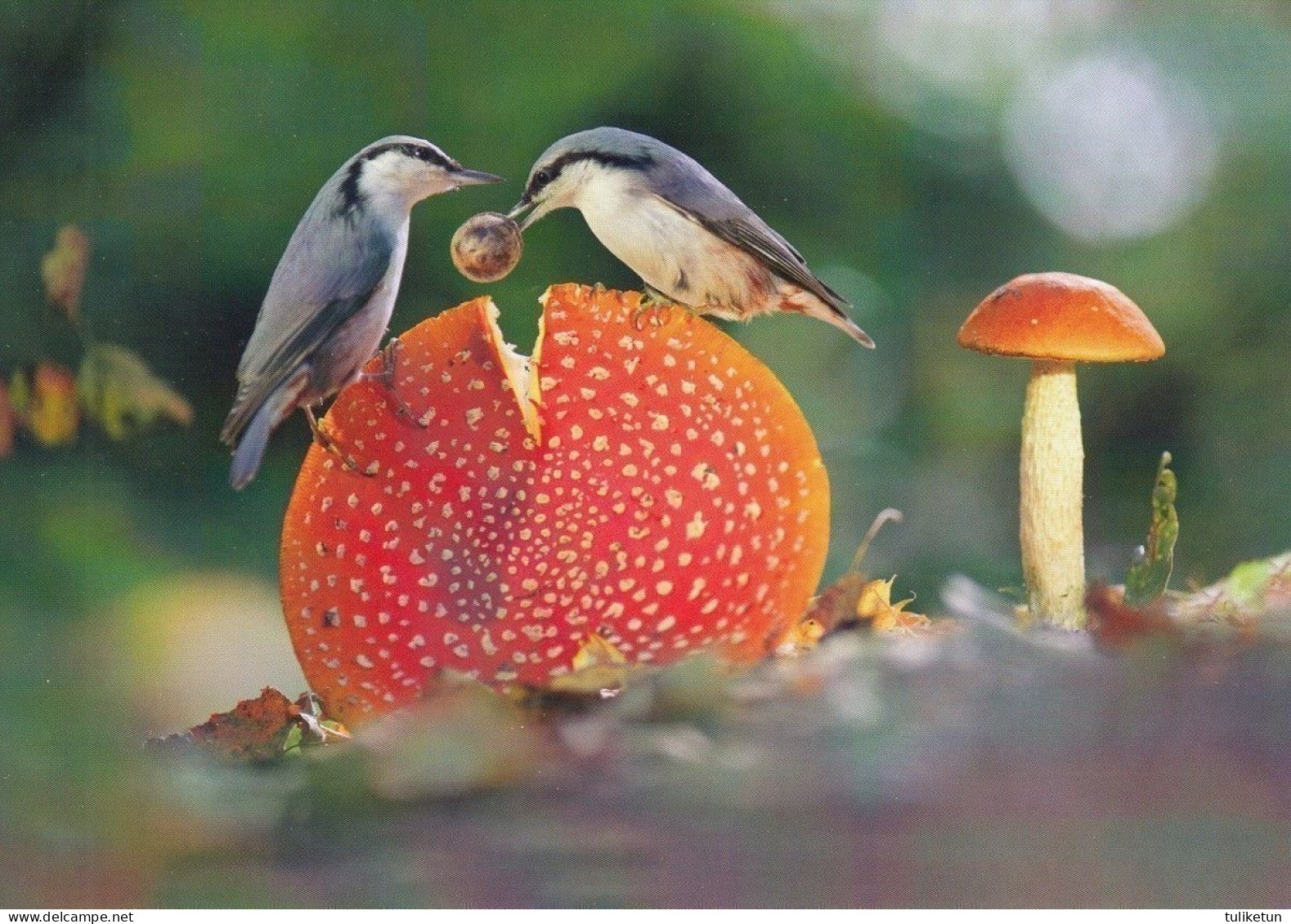 Mushroom & Birds - Champignon - Paddestoel - Pilz - Fungo - Cogumelo - Seta - Punakärpässieni - Amanita Muscaria - Pilze