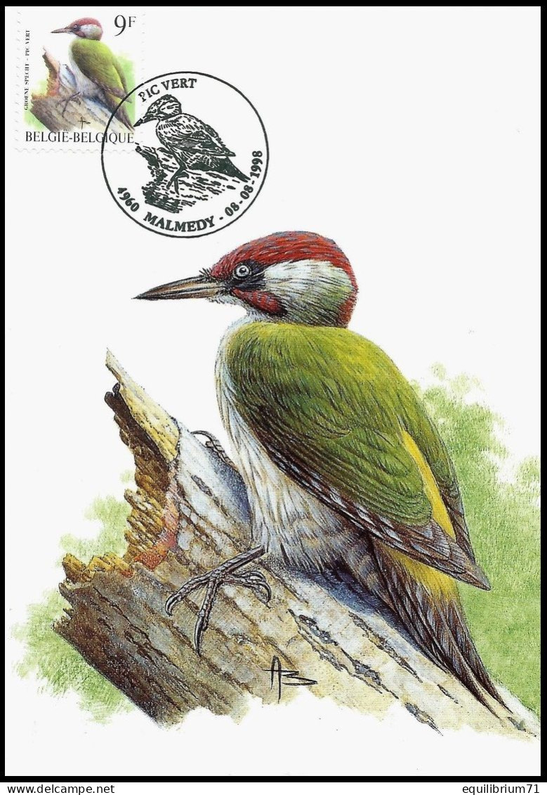 CM/MK - 2778° - Pic Vert / Groene Specht / Specht / Woodpecker / Picus Viridis - Malmedy - 08-08-1998 - BUZIN - Spechten En Klimvogels