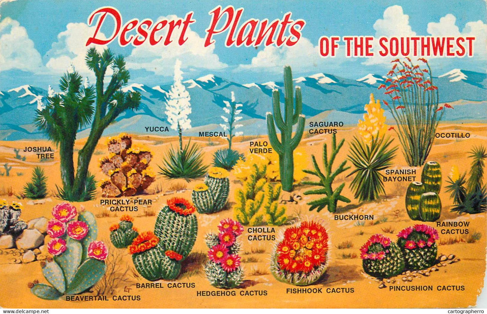 USA Desert Plants Of The Southwest - Cactusses