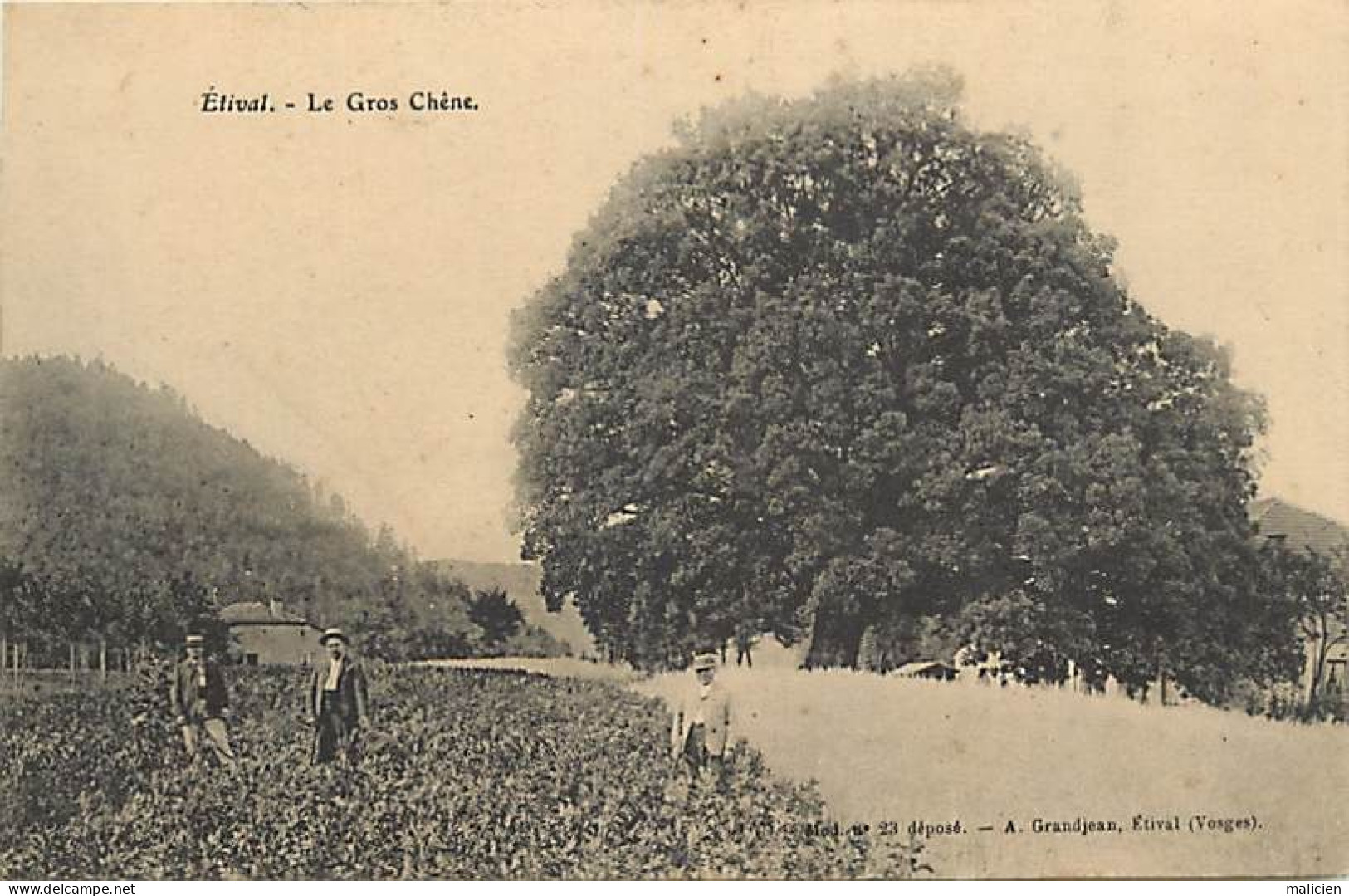 Dpts Div. -ref-BK653- Vosges - Etival - Le Gros Chêne - Chênes - Arbres Remarquables - - Etival Clairefontaine