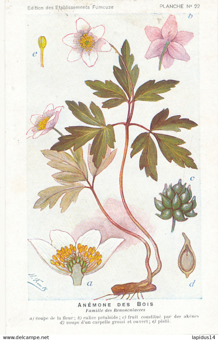 AX 25- C P A -LOT DE 6  -  SANTE PLANTES MEDICINALE ILLUSTRATEUR H.FRANTZ - Geneeskrachtige Planten