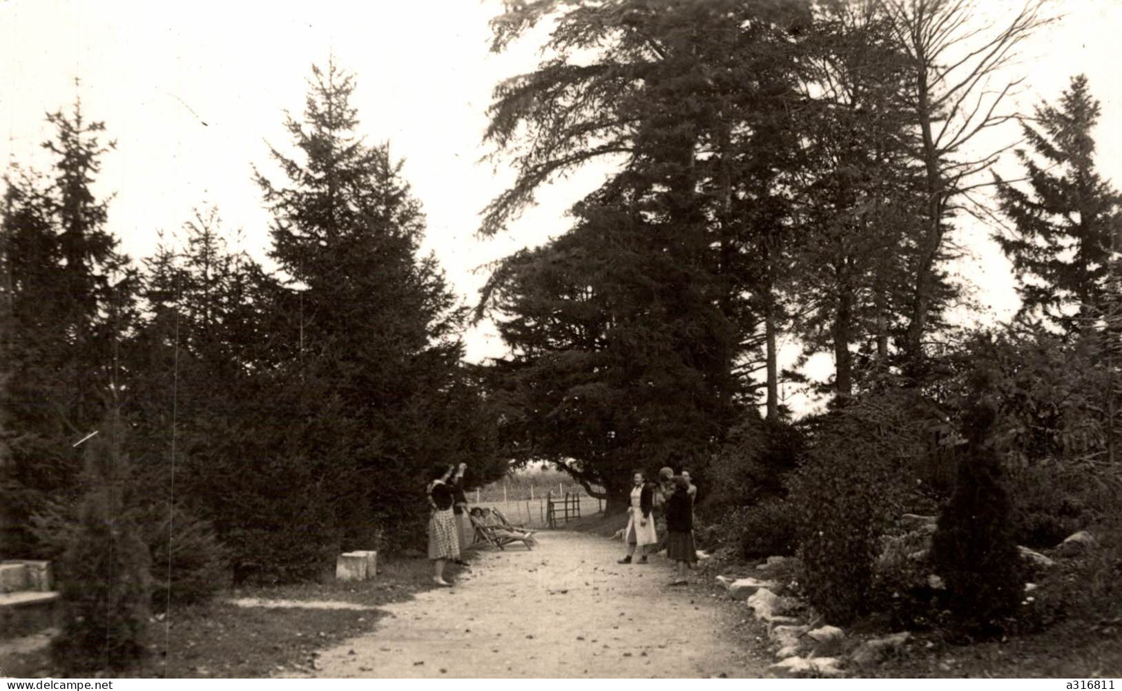 Le Repos Sous Les Pins. Diemoz  L Allée De Cure A L Automne - Diémoz