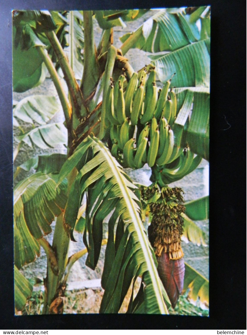 PUERTO RICO AND THE CARIBBEAN   BANANAS - Puerto Rico