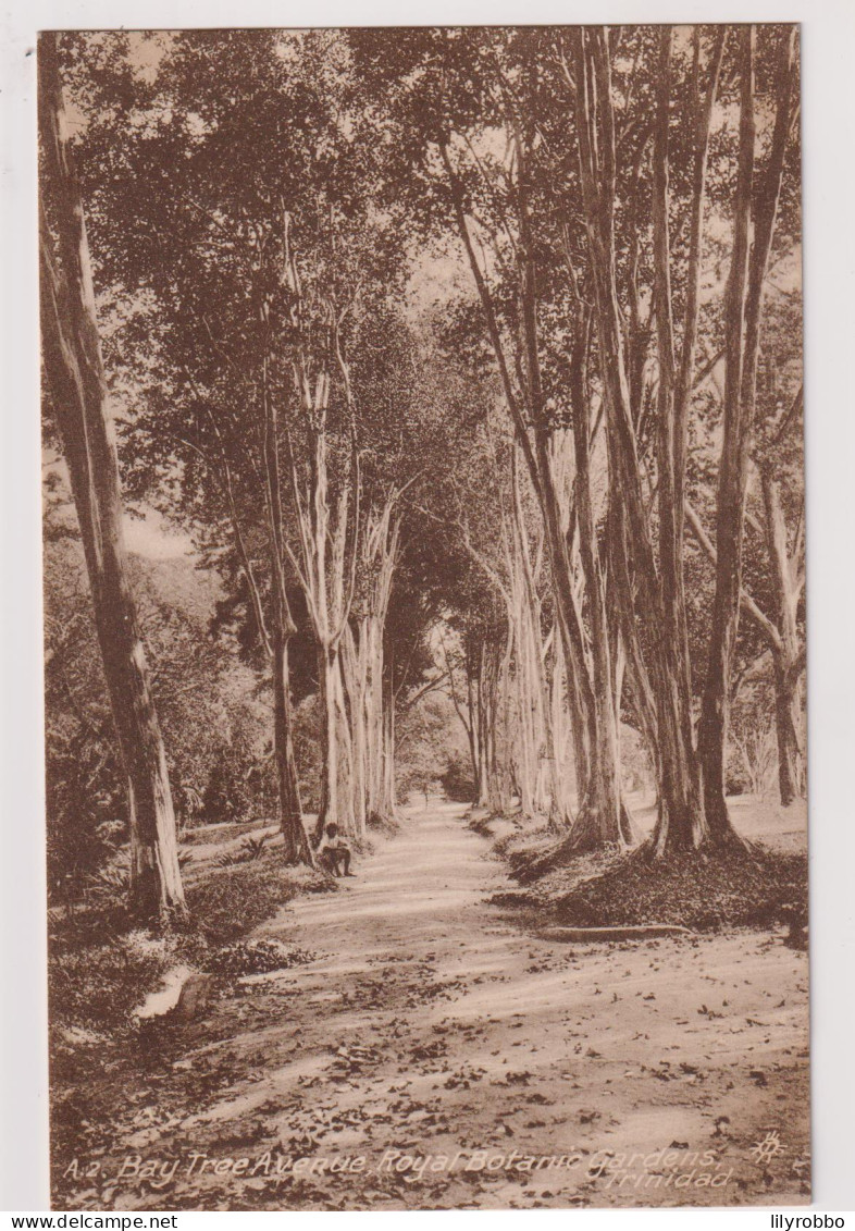TRINIDAD - Bay Tree Avenue Royal Botanic Gardens - Trinidad