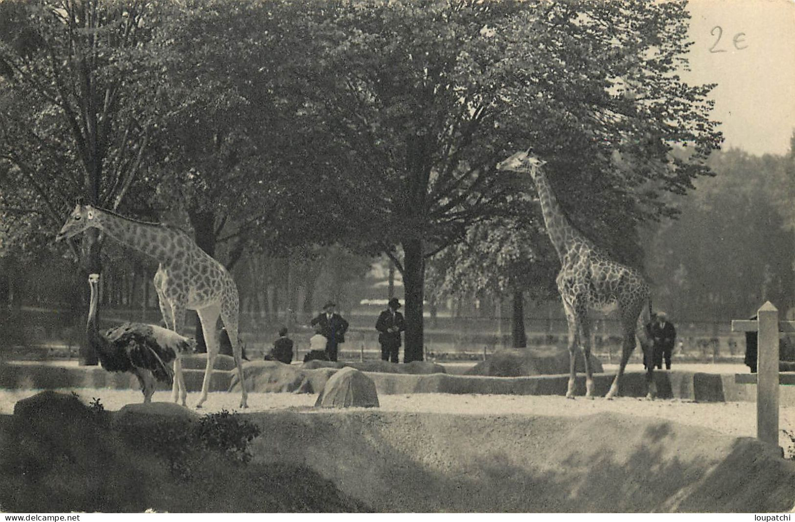 PARIS Zoo De Vincennes Les Girafes Sur Leur Plateau - Girafes