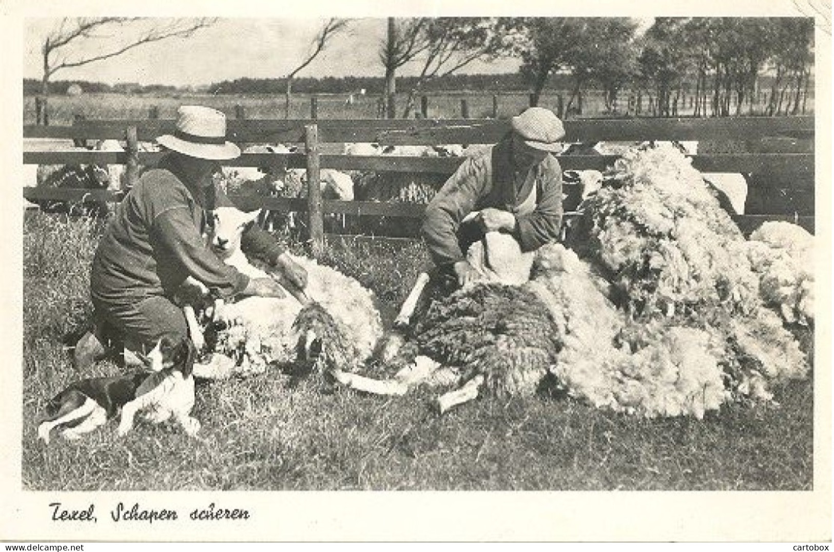 Texel, Schapen Scheren  (glansfotokaart) - Texel