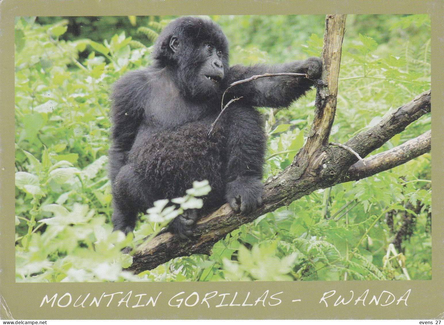 RWANDA-MOUNTAIN GORILLA-USED POSTCARD --RWANDA POSTMARK- - Rwanda