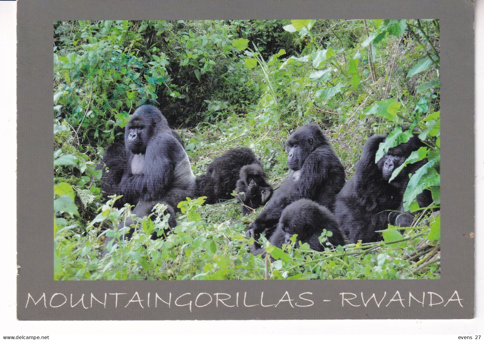 RWANDA-MOUNTAIN GORILLAS-USED POSTCARD --RWANDA POSTMARK- - Rwanda