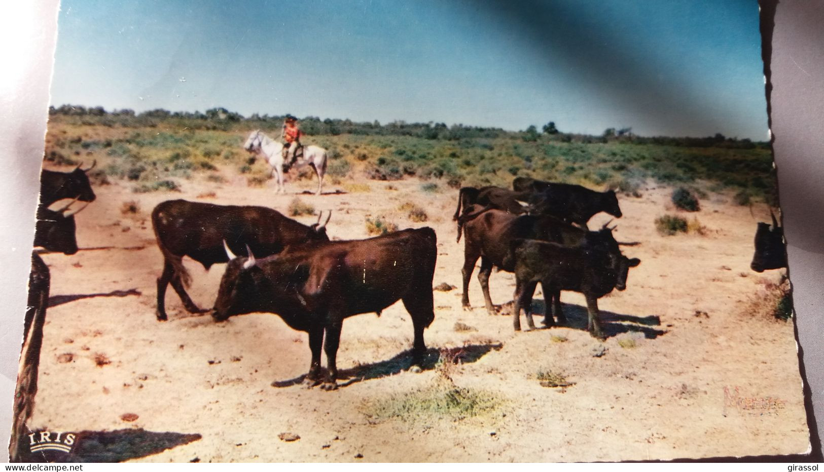 CPSM EN CAMARGUE AVEC LES GARDIANS  SOUS UN CIEL ETRANGE UNE TROUPE DE TAUREAUX DE COMBAT PASSE ED GANDINI 1968 - Taureaux