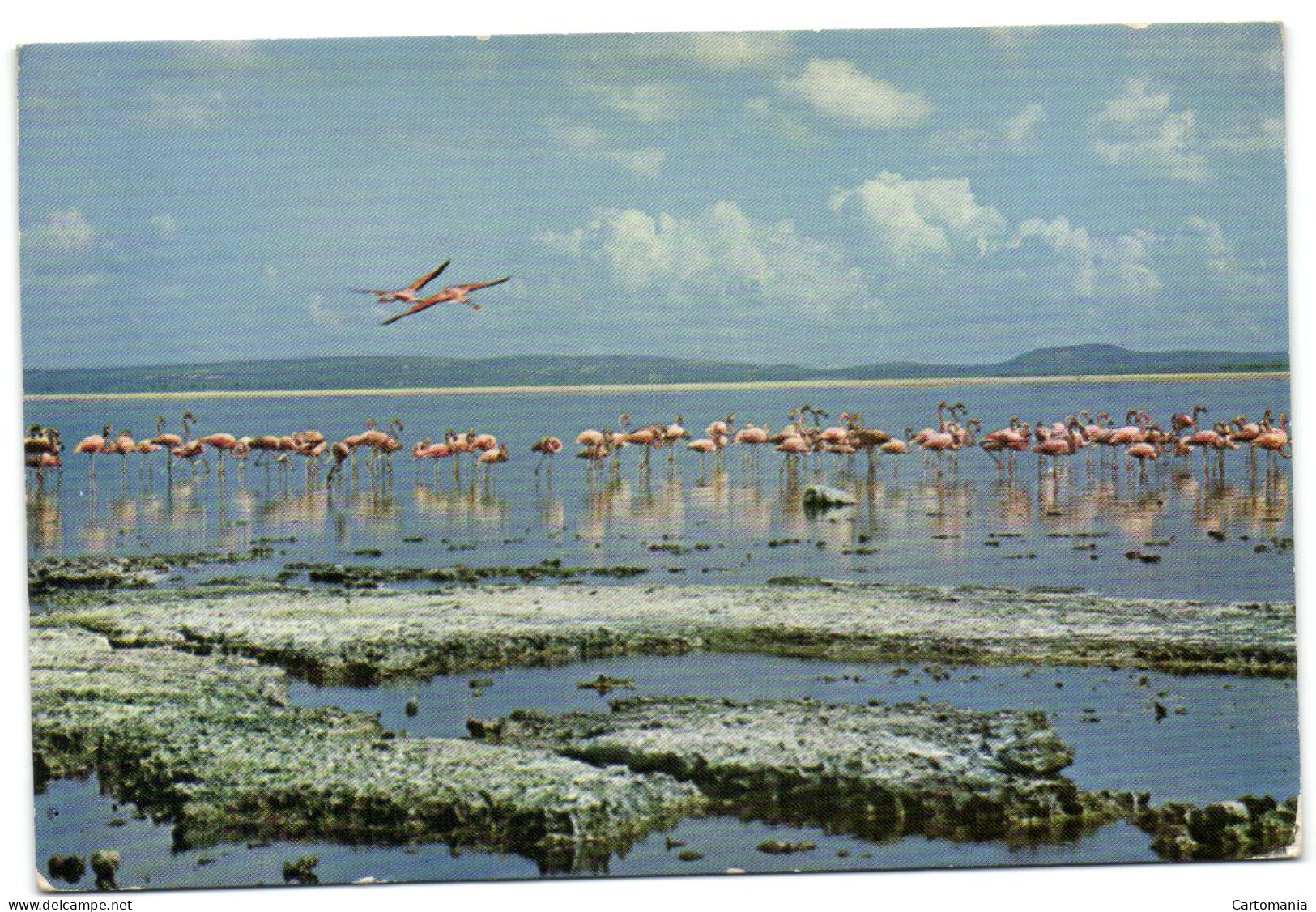 Pink Flamingoes Of Bonaire - Netherlands Antilles - Other & Unclassified