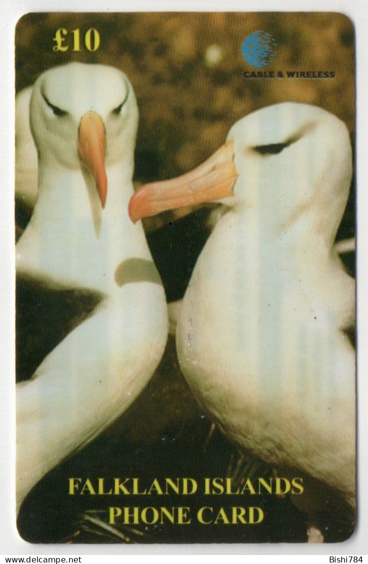 Falkland Islands - Adult Black-Browed Albatross - Falkland Islands