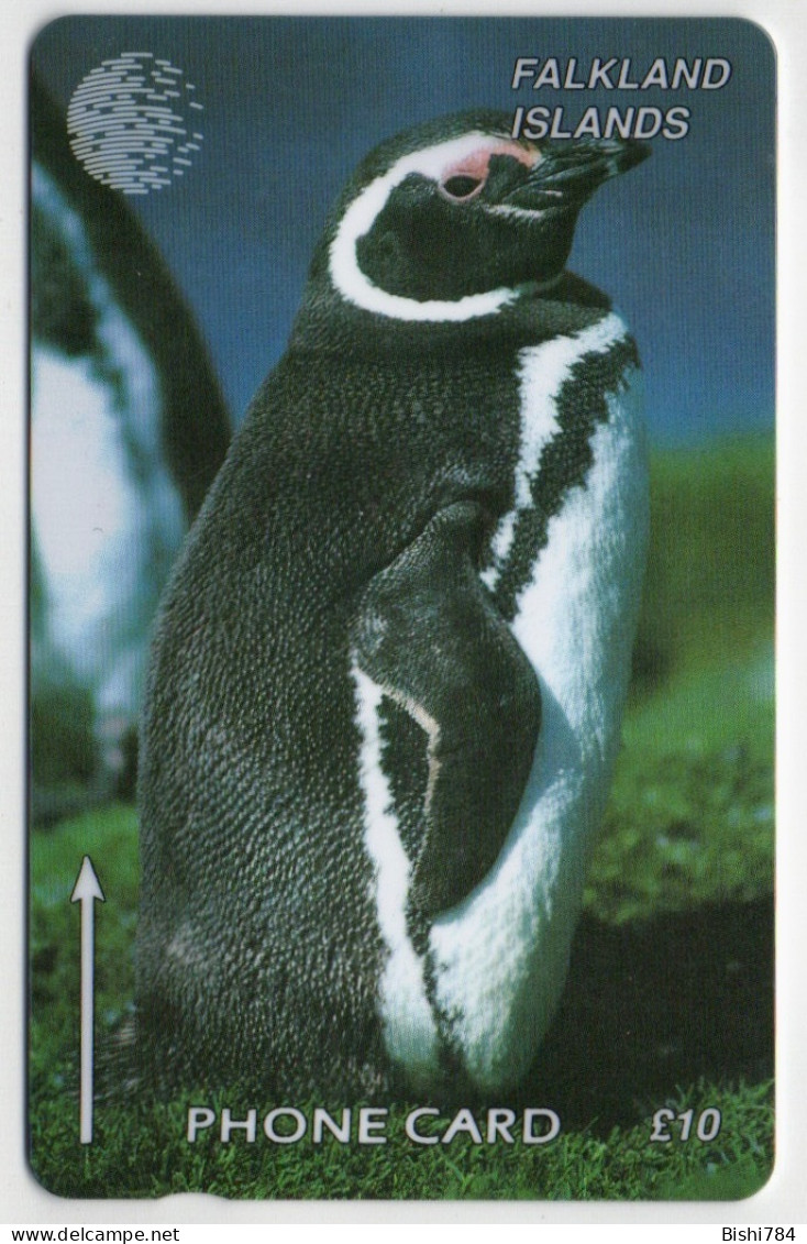 Falkland Islands - Jackass Penguin - 184CFKB - Falklandeilanden