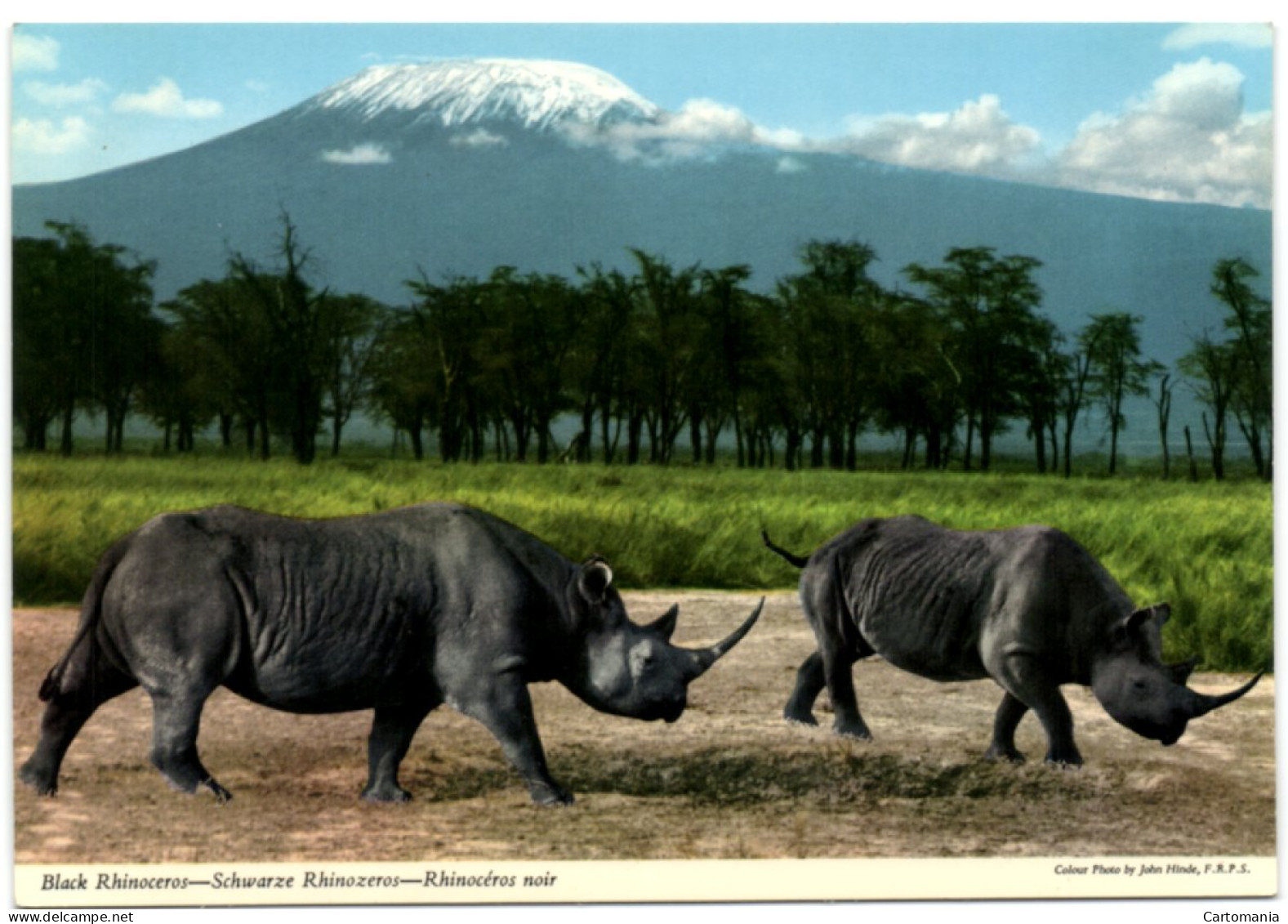 Black Rhinoceros - Schwarze Rhinozeros - Rhinocéros Noir - Rhinocéros