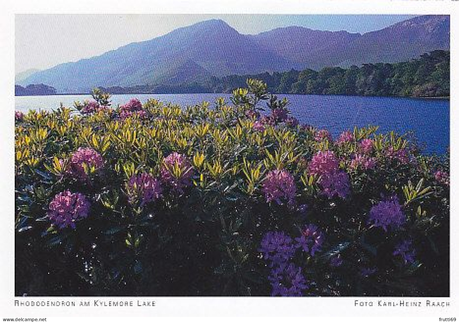 AK 172003 IRELAND - Rhododendron Am Kylemore Lake - Galway