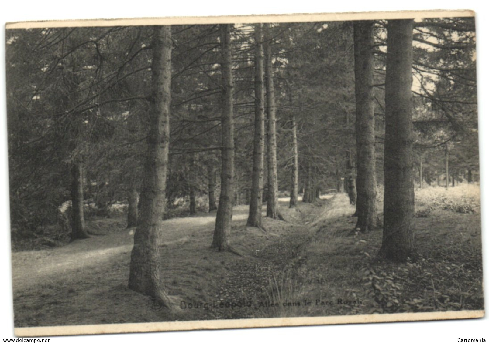 Bourg-Léopold - Allée Dans Le Parc Royal - Leopoldsburg