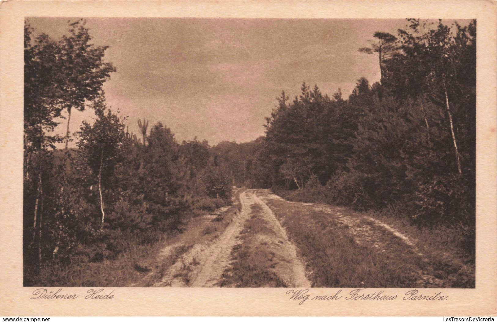 ALLEMAGNE - Dübener Heide - Weg Nach Forsthaus Parnitz - Carte Postale Ancienne - Bad Dueben