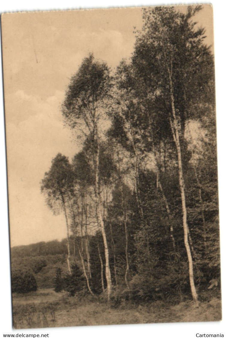 Lige Des Amis De La Forêt De Soignes - Beureaux Au Vallon De Blankendelle - Auderghem - Oudergem