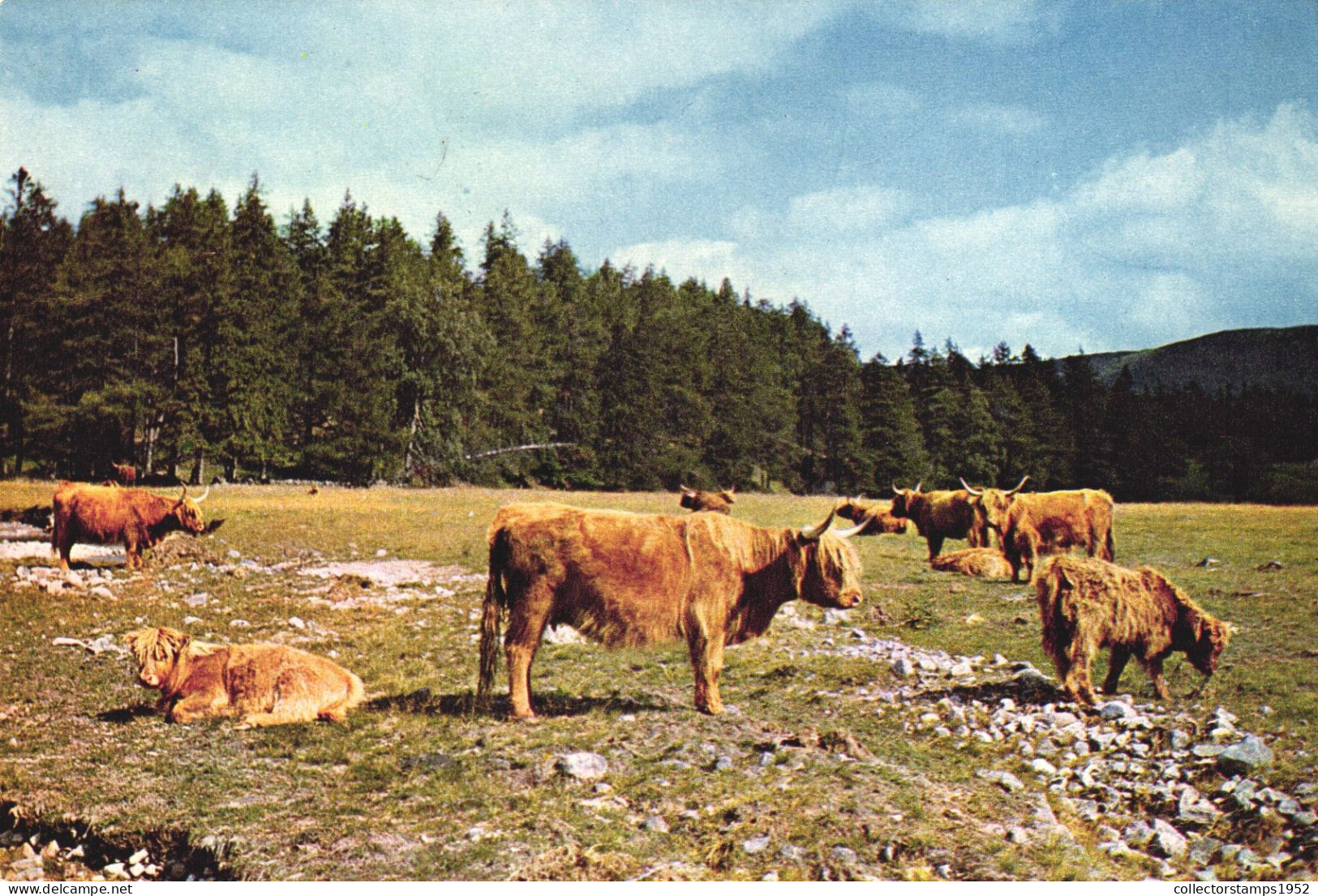 INVERCAULD, DEESIDE, ABERDEENSHIRE, SCOTLAND, HIGHLAND CATTLE, ANIMALS, UNITED KINGDOM - Aberdeenshire