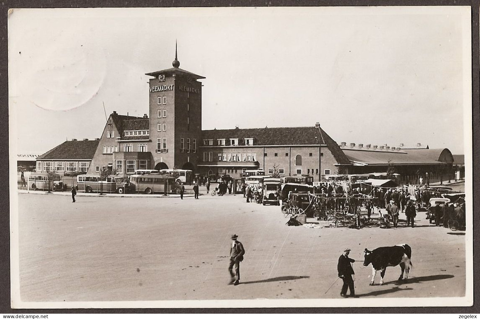 S Hertogenbosch -  Veemarkt - Boer Met Koe Die Niet Mee Wil Gaan. Autobussen, Old Timers - 's-Hertogenbosch