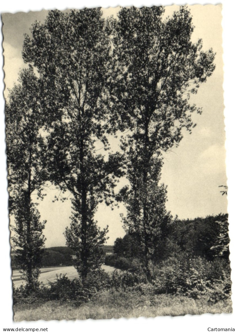 Biez (Grez-Doiceau) - Preventorium Leon Poriniot - Un Coin Du Parc - Grez-Doiceau